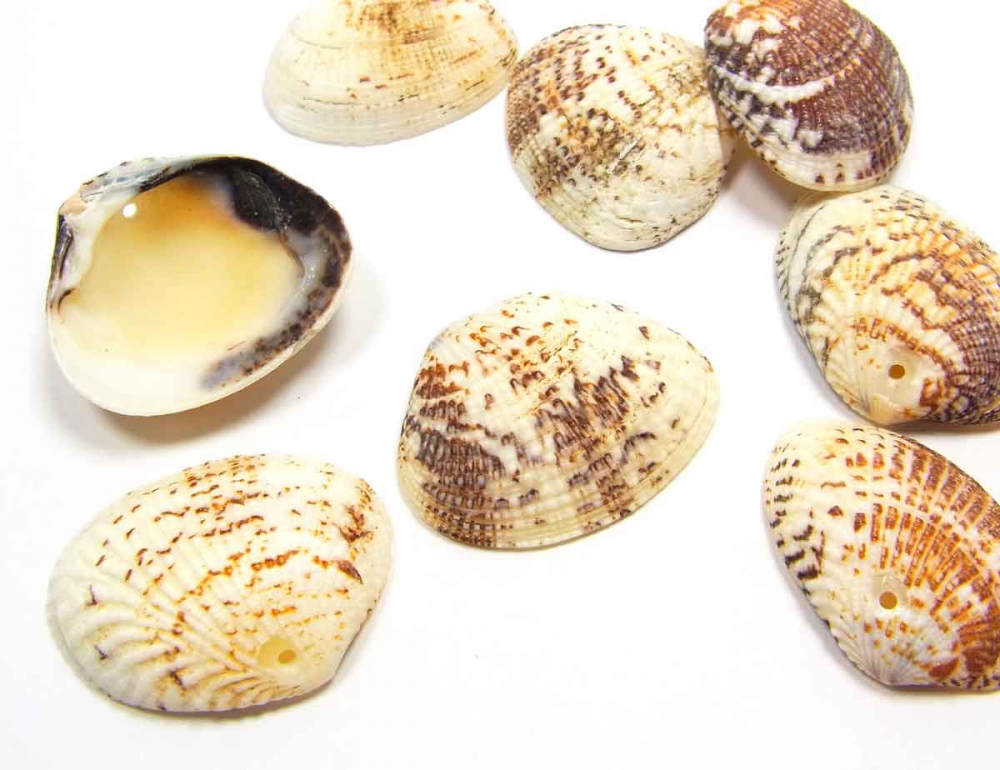 10 x Muscheln zum Basteln, Muschelperlen, 24 - 35 mm<br /><span class=