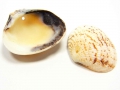 Bild 2 von 10 x Muscheln zum Basteln, Muschelperlen, 24 - 35 mm